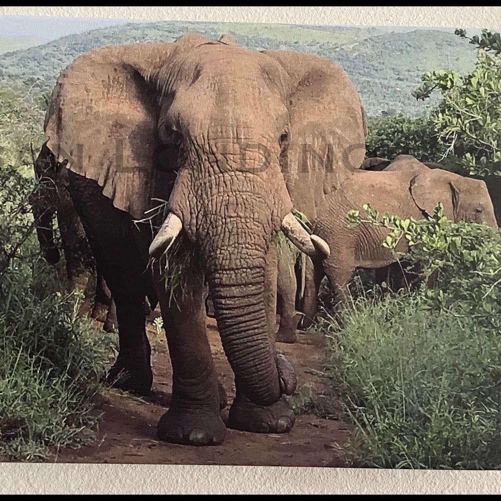 ‎Elephants - Original Mixed Media Art
